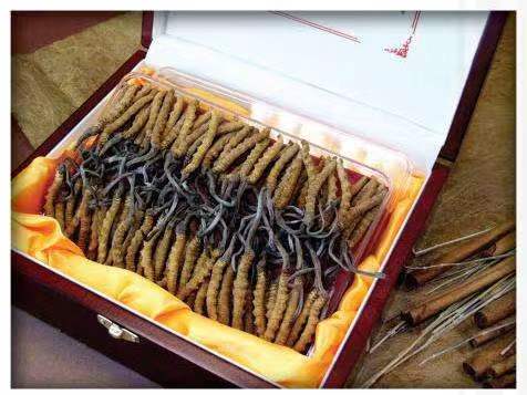 三穗冬虫夏草回收